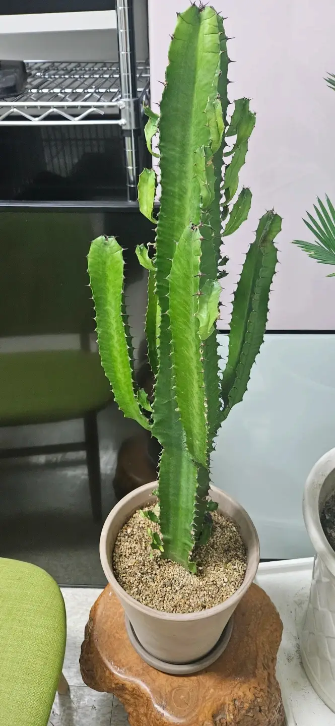 Ejijungji Cheonghwagak Cactus Pot for Sale